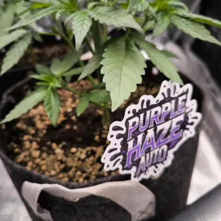 Fast Buds Purle Haze Auto