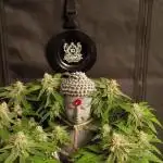 Shivas Do-Si-Dos F1 Hybrid Auto
