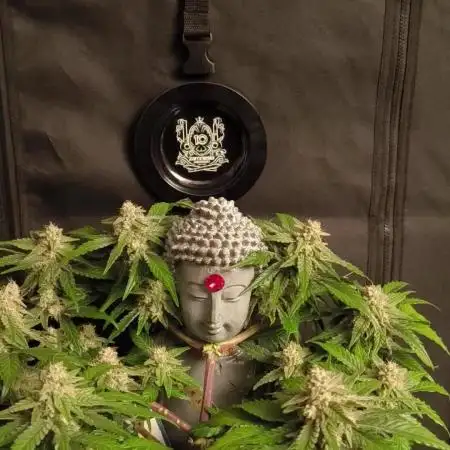 Shivas Do-Si-Dos F1 Hybrid Auto