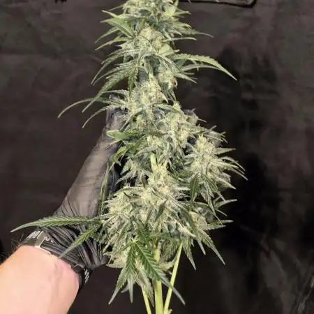 Dutch Passion Growing Competition 2025 with Xpert Nutrients