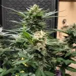 Blackberry MoonRocks 12/12