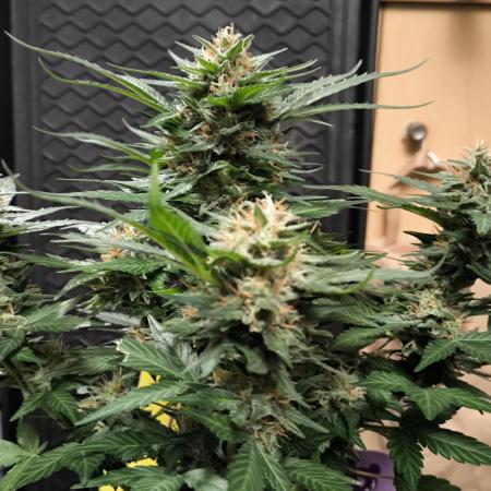 Blackberry MoonRocks 12/12