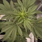 Fast Buds Banana Purple Punch RF3