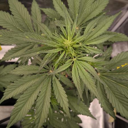 Fast Buds Banana Purple Punch RF3