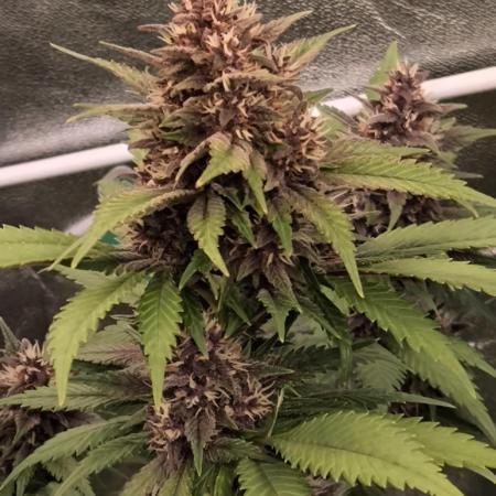 Fast Buds Banana Purple Punch RF3