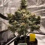 Fast Buds Z-UP Auto
