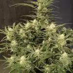 Fast Buds Z-UP Auto