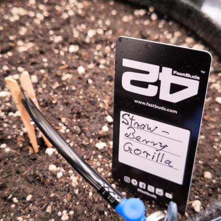 Fast Buds Strawberry Gorilla 🦍