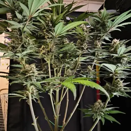 Fast Buds Purle Haze Auto