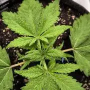 Fast Buds Pound Cake 