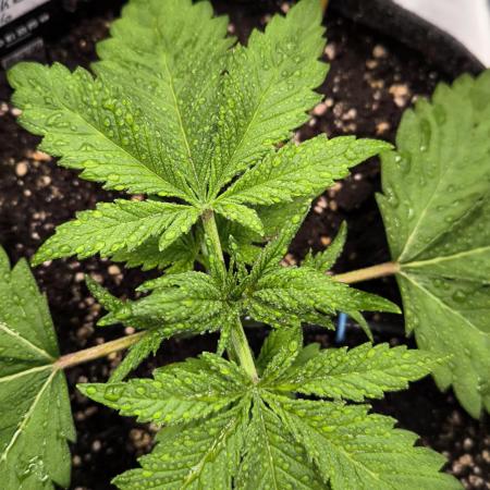 Fast Buds Pound Cake 