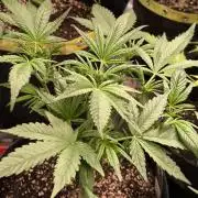 Fast Buds RF3 Grow