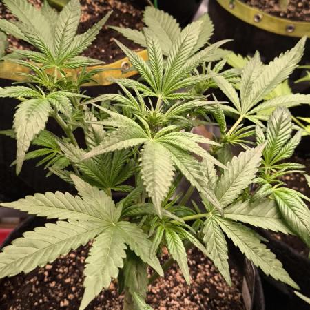 Fast Buds RF3 Grow