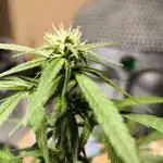 White Truffle Grow Up
