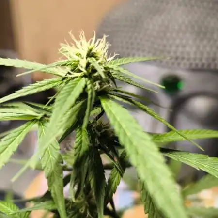 White Truffle Grow Up