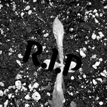 Eternity Grow Cup 2026