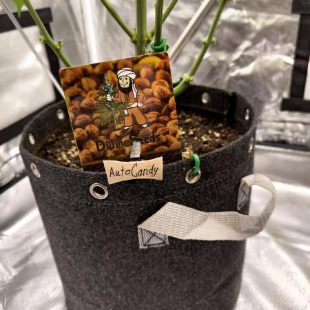 Divine Seeds Auto Candy