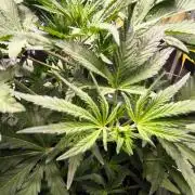 Fast Buds Pound Cake 