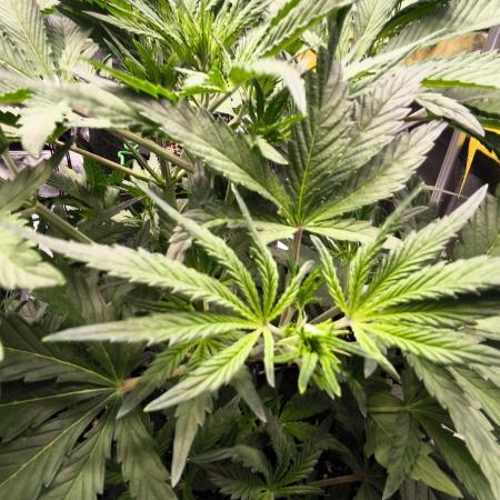 Fast Buds Pound Cake 