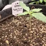 Dream Sherbet Auto