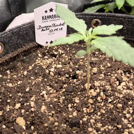 Dream Sherbet Auto