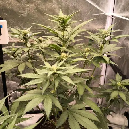 Fast Buds Purle Haze Auto