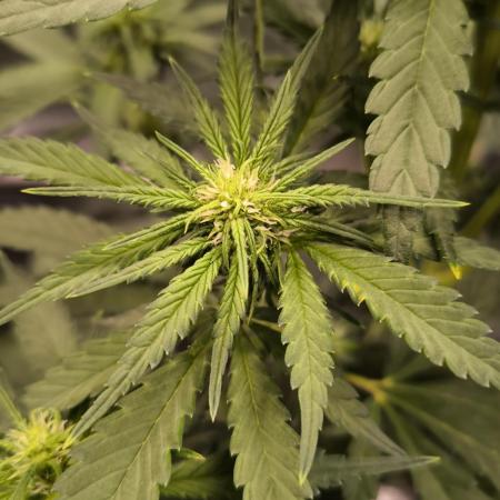 Fast Buds Banana Purple Punch RF3