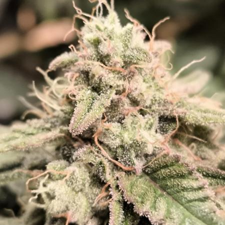 Shivas Do-Si-Dos F1 Hybrid Auto