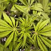 Fast Buds Strawberry Gorilla 🦍