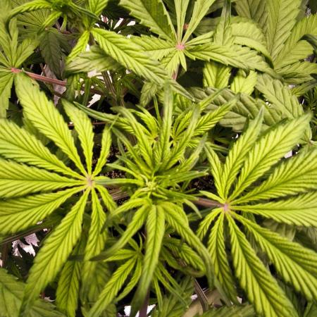 Fast Buds Strawberry Gorilla 🦍