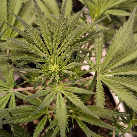 Fast Buds Pound Cake 