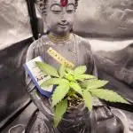 Shivas Do-Si-Dos F1 Hybrid Auto