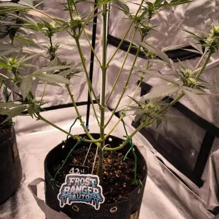 Fast Buds Frost Banger