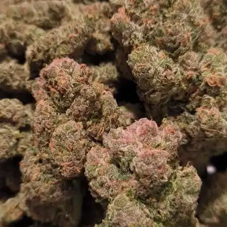 Fast Buds Purle Haze Auto