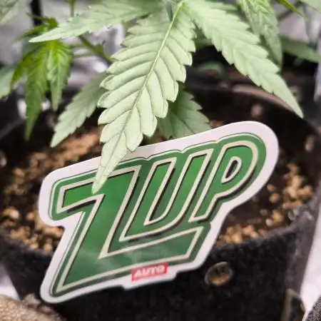 Fast Buds Z-UP Auto