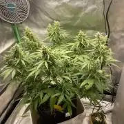 Seedsman Samen 1 Lowrider Frau