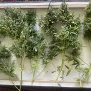 Seedsman Samen 1 Lowrider Frau