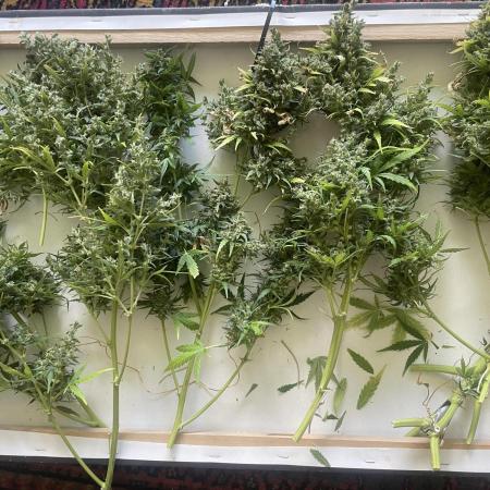 Seedsman Samen 1 Lowrider Frau