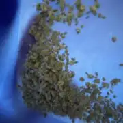 Eigene Kreuzung/ Own Strain