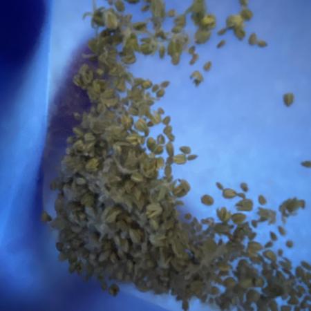 Eigene Kreuzung/ Own Strain