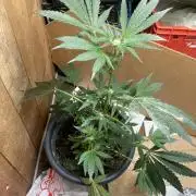 Eigene Kreuzung/ Own Strain