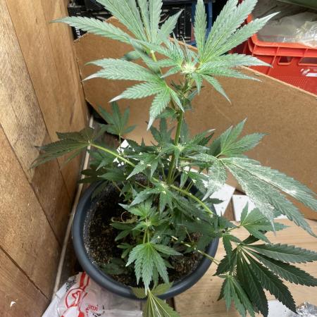 Eigene Kreuzung/ Own Strain