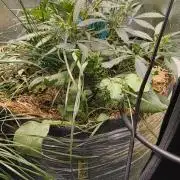 NEW SEED DROP 2026!Libanese Snow Auto