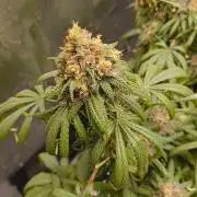 Sensi's Seed Drop 2026!