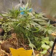 NEW SEED DROP 2026!Libanese Snow Auto