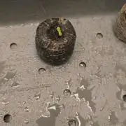 NEW SEED DROP 2026!Libanese Snow Auto