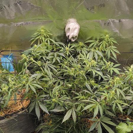 Red Velvet auto.Freebie Friday