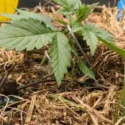 Red Velvet auto.Freebie Friday