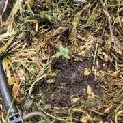 Red Velvet auto.Freebie Friday