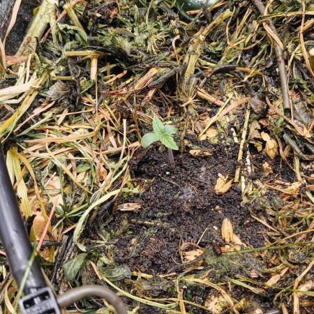 Red Velvet auto.Freebie Friday